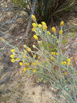 صورة Aspalathus quinquefolia L.