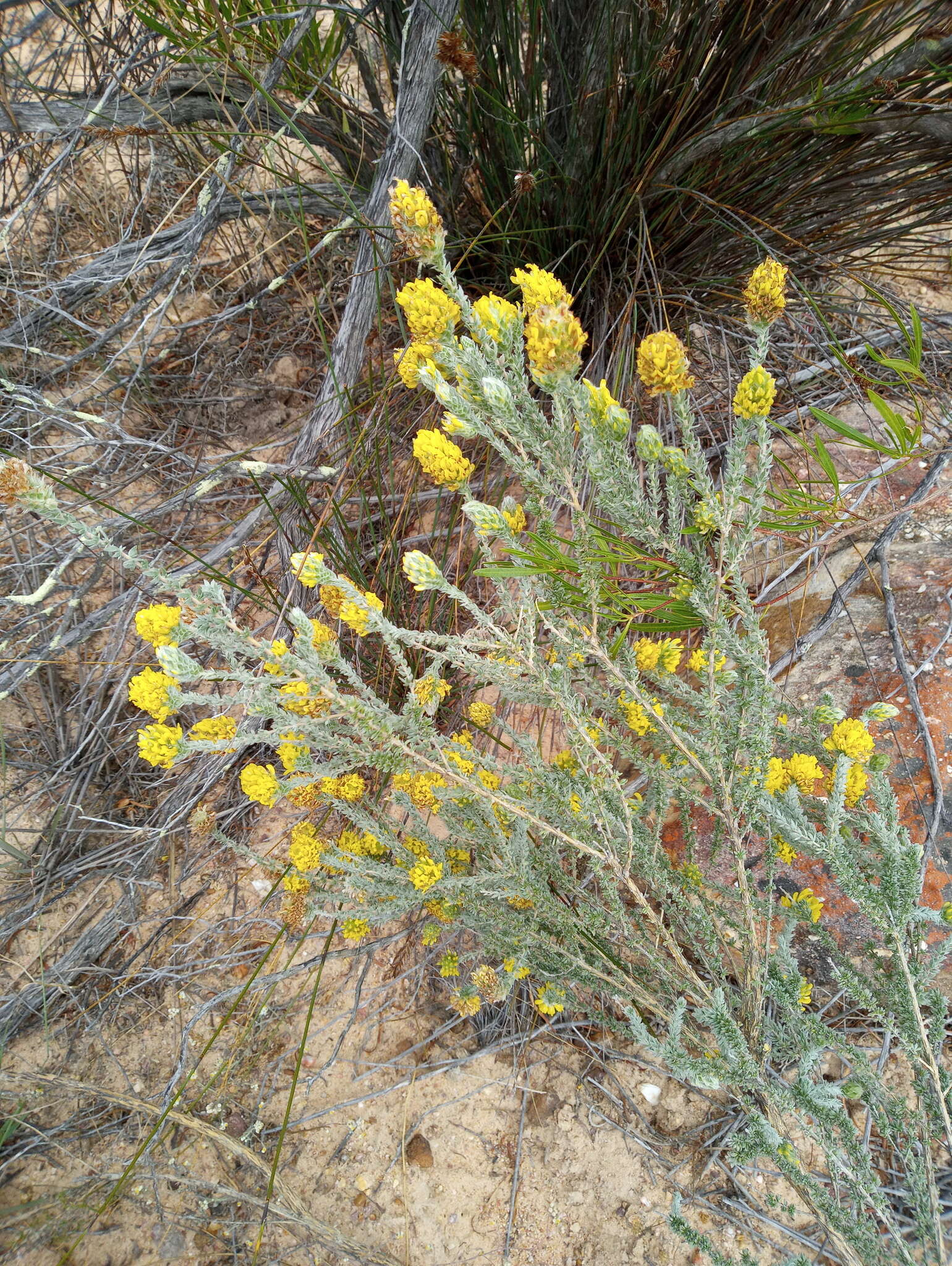 صورة Aspalathus quinquefolia subsp. virgata (Thunb.) R. Dahlgren