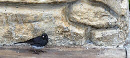 Image of Junco hyemalis carolinensis Brewster 1886