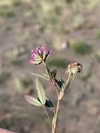 Слика од Trifolium gracilentum var. palmeri (S. Watson) McDermott