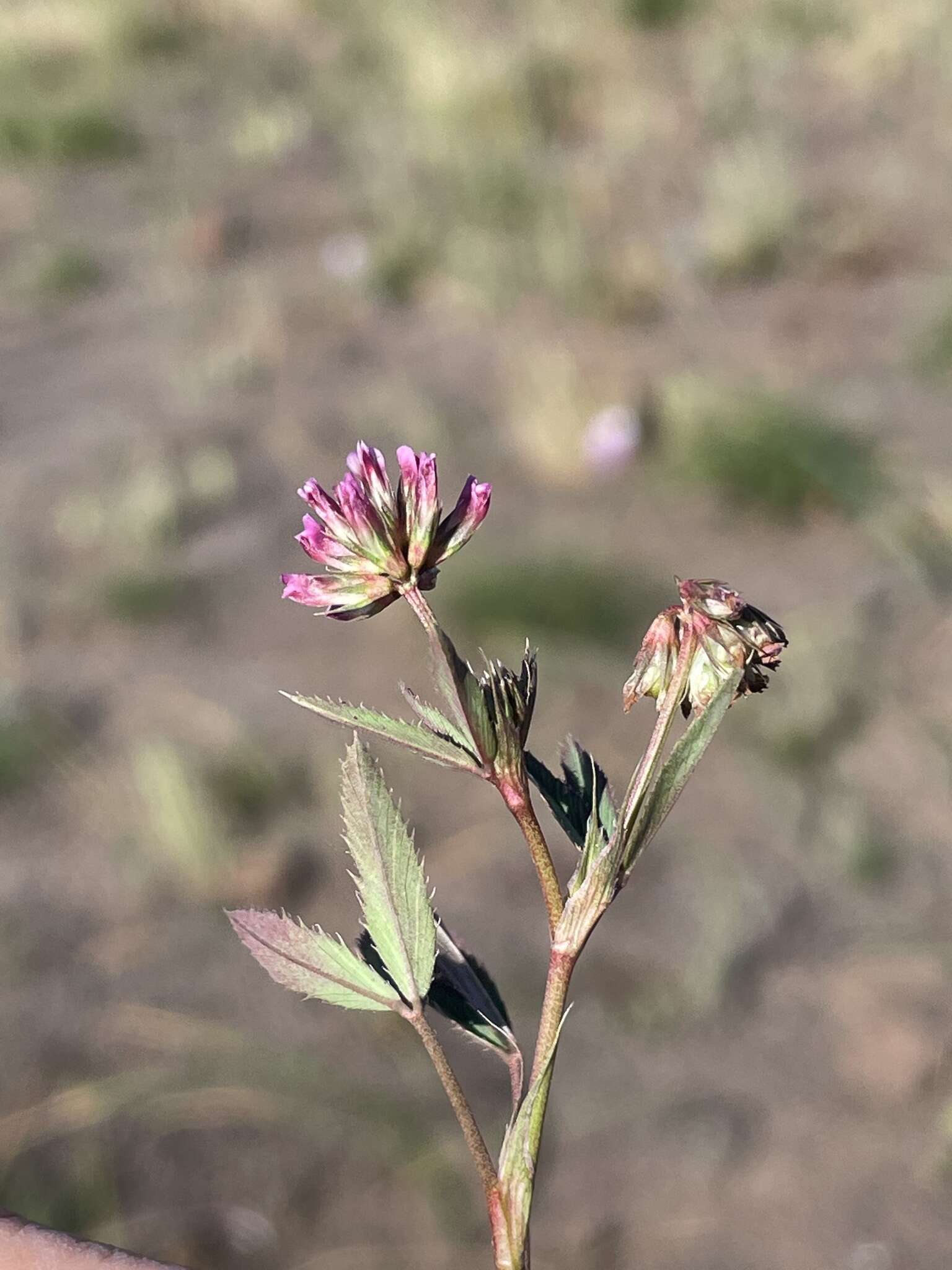 Слика од Trifolium gracilentum var. palmeri (S. Watson) McDermott