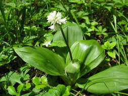 Image of Clintonia udensis Trautv. & C. A. Mey.