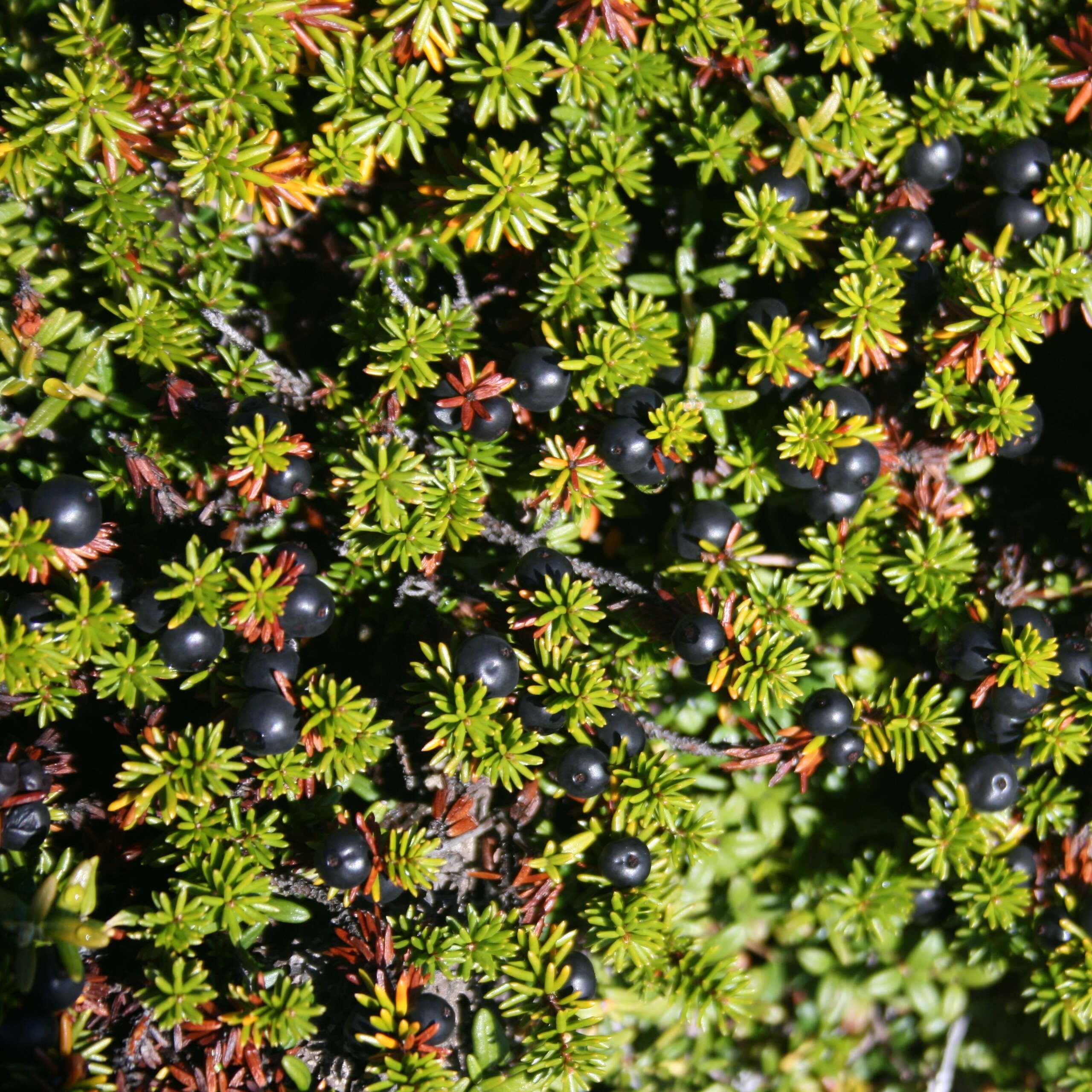 Image of black crowberry