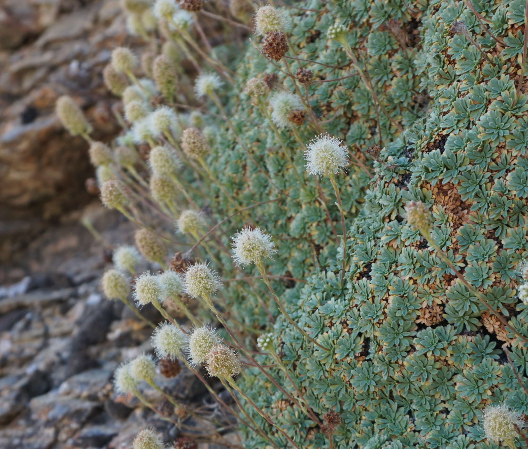 Image of Petrophytum caespitosum subsp. caespitosum