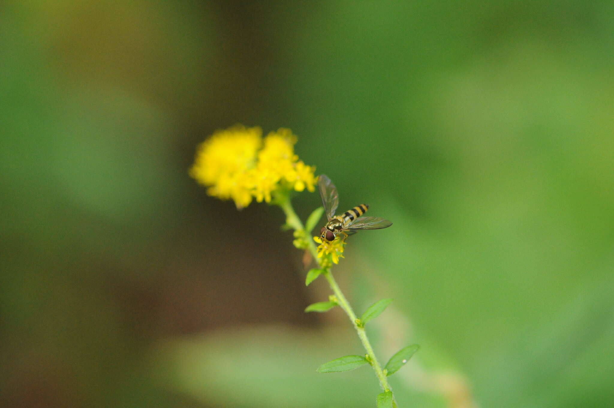 Image of Banded Meliscaeva