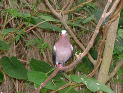 Image of Pink Pigeon