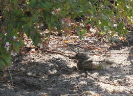 Image of Cape Thick-knee