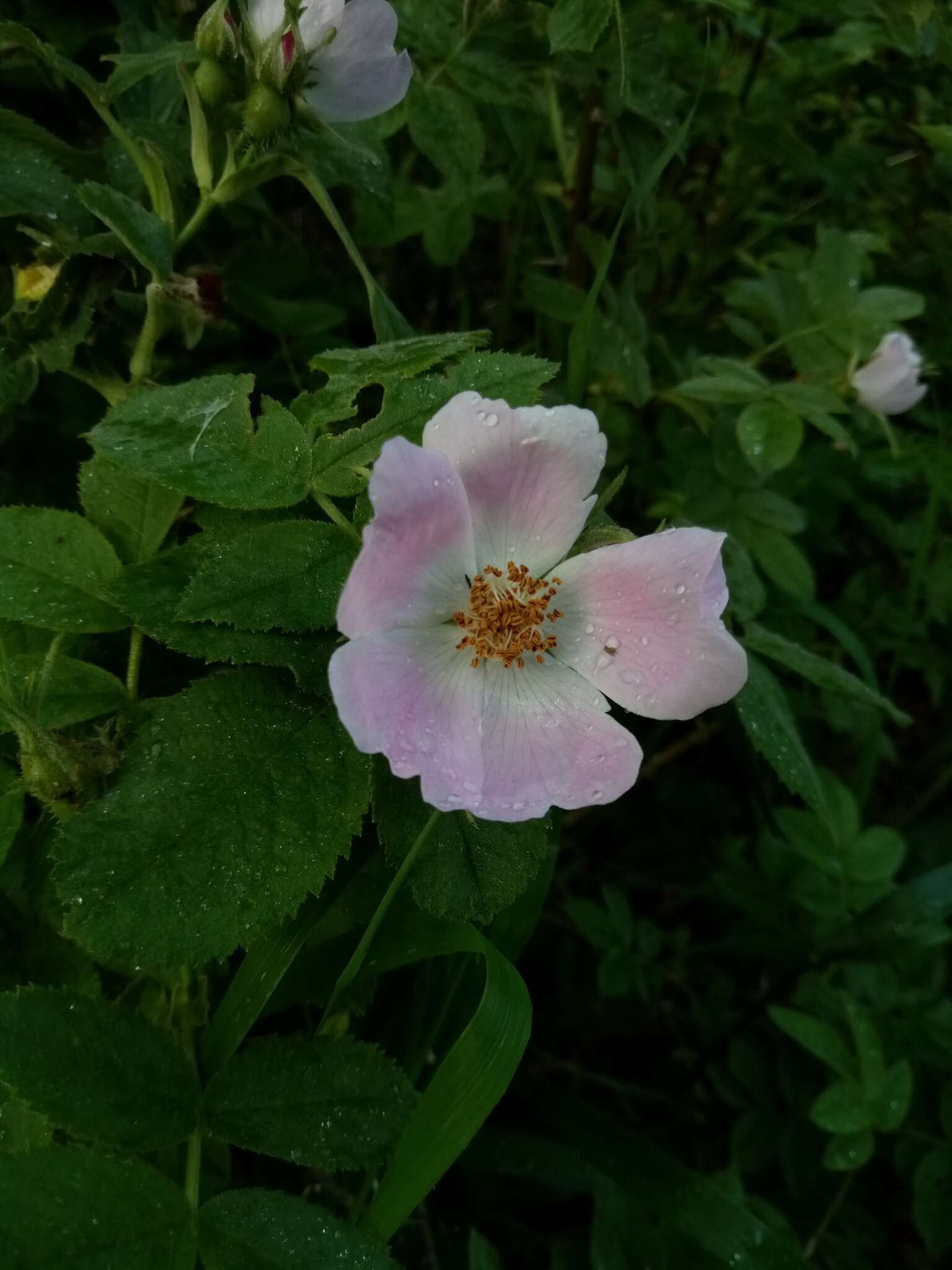 Image of Sherard's downy rose