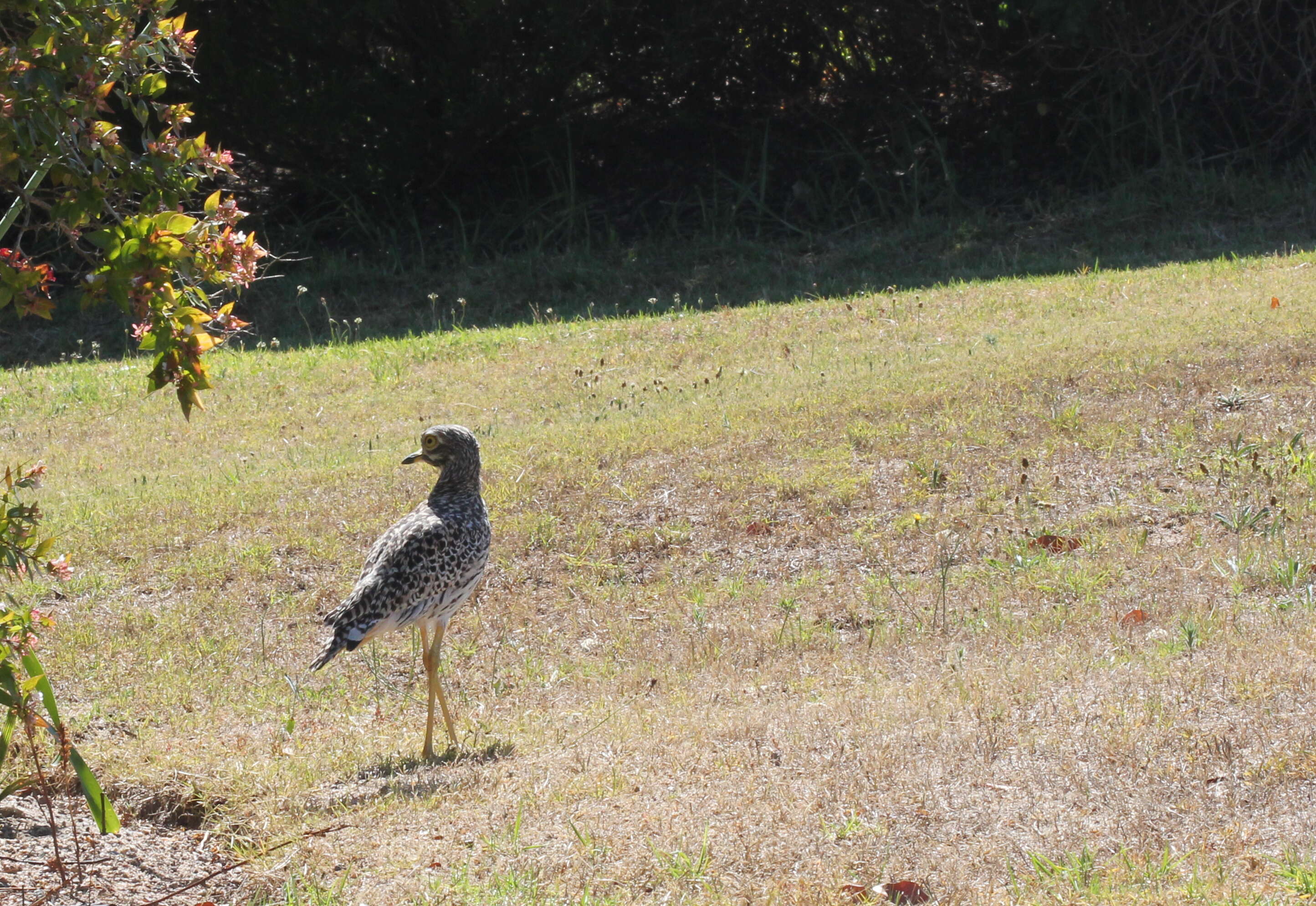 Image of Cape Thick-knee