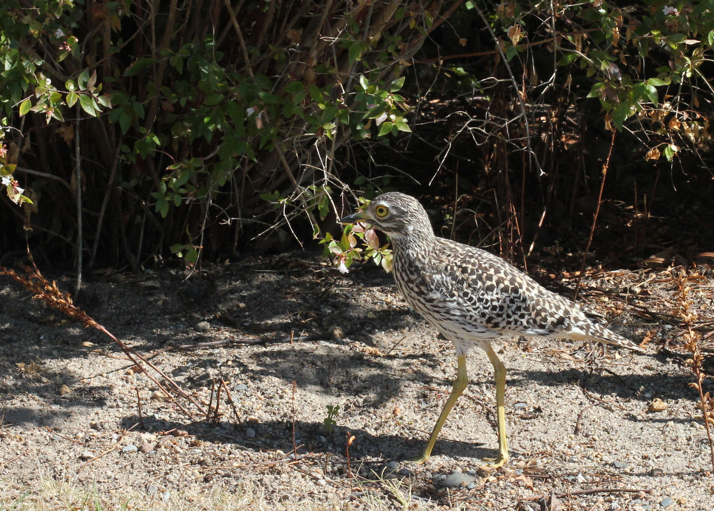 Image of Cape Thick-knee