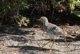 Image of Cape Thick-knee