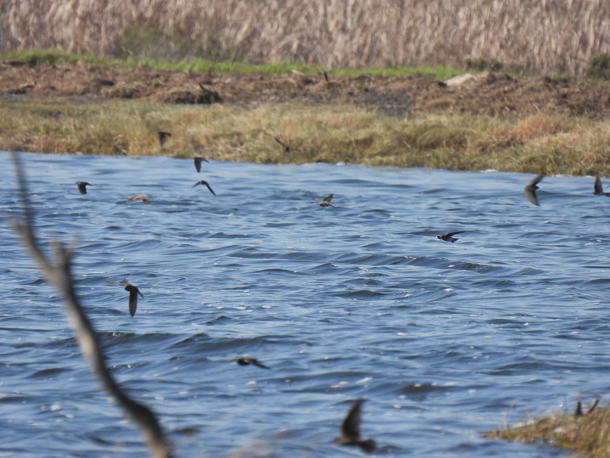 Image of African Sand Martin