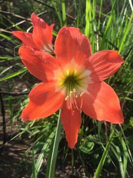 Слика од Hippeastrum puniceum (Lam.) Voss