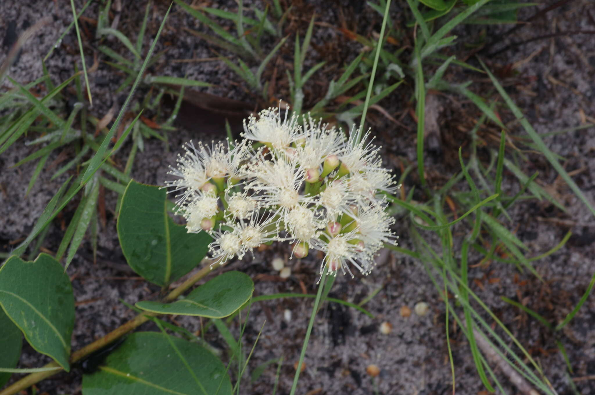 Image of Dwarf waterberry