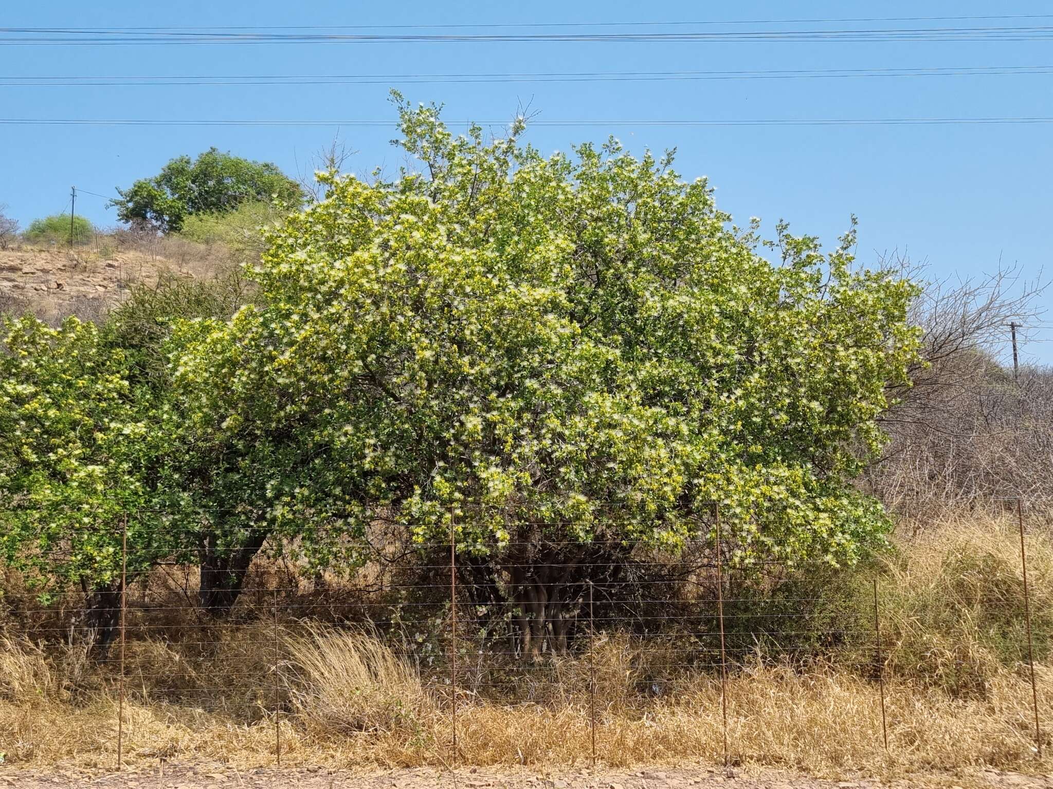 Image of Bushveld bead bean