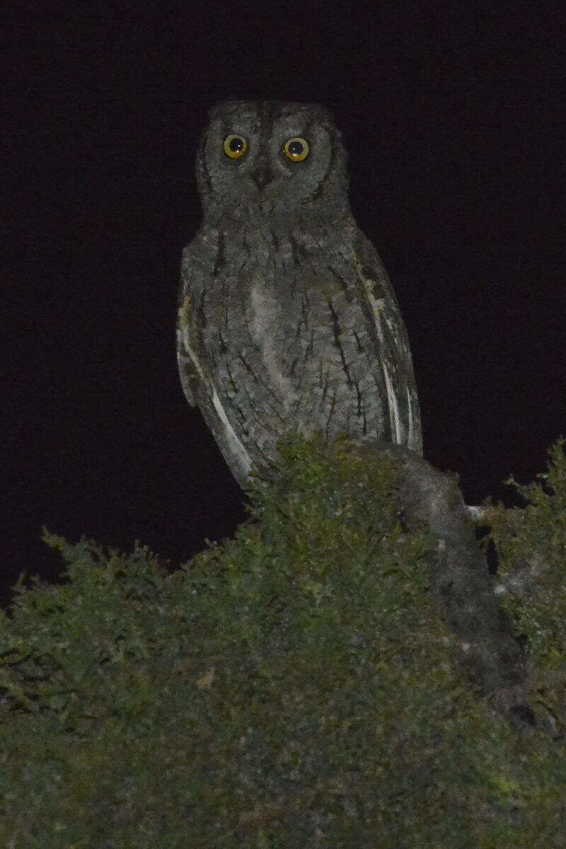 Image of Eurasian Scops Owl