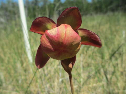 Image of purple pitcherplant