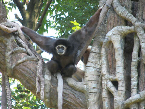 Image of White-handed Gibbon