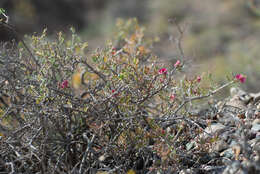 Imagem de Collinosalsola laricifolia (Turcz. ex Litv.)