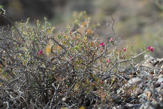 Image of Collinosalsola laricifolia (Turcz. ex Litv.)