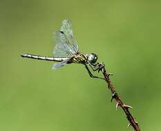 Image of Highland Dropwing