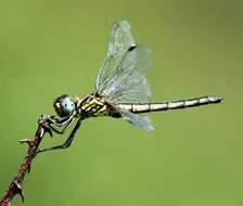 Image of Highland Dropwing