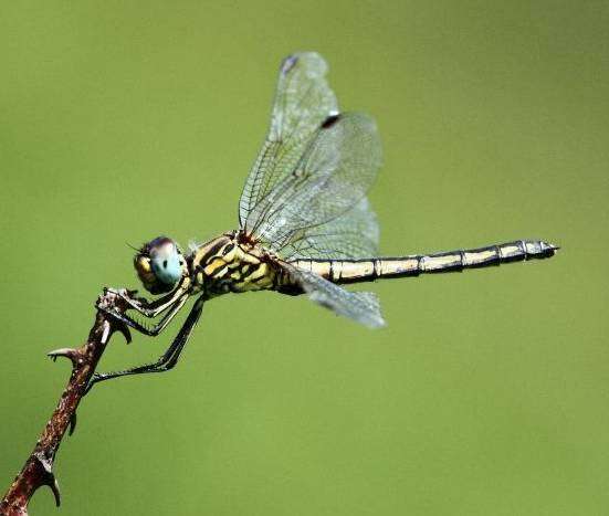 Image of Highland Dropwing