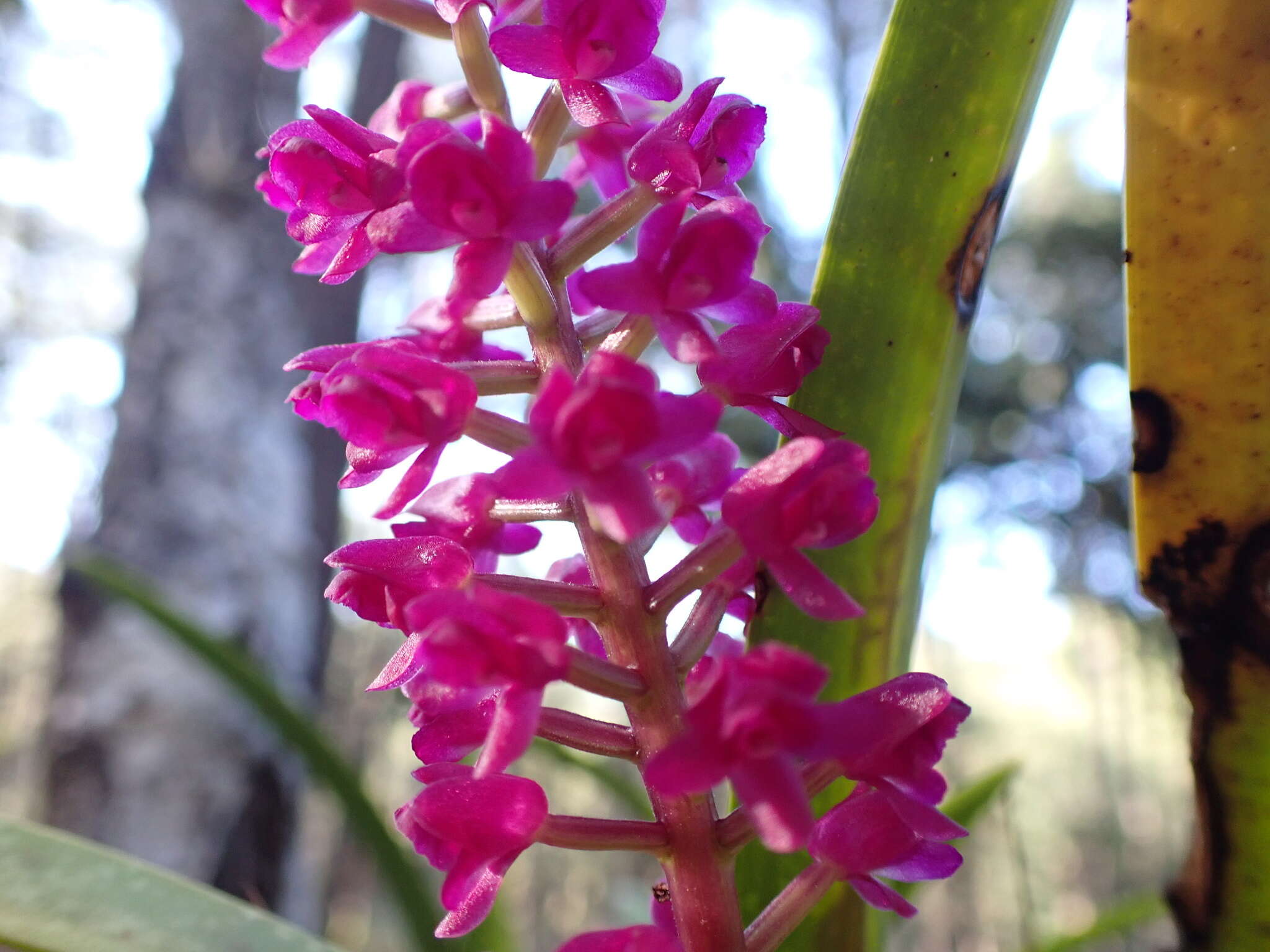 Imagem de Arpophyllum laxiflorum Pfitzer