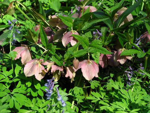 Image of lenten-rose