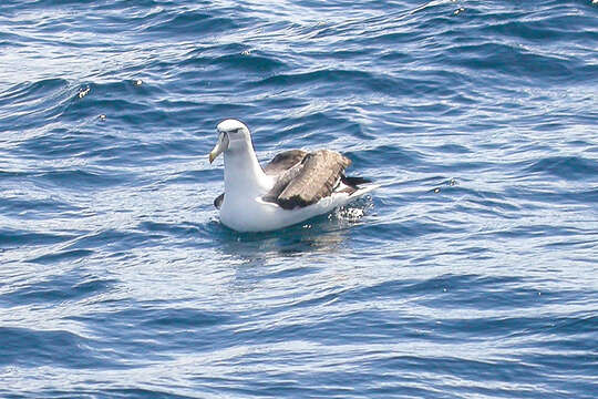 Image of White-capped Albatross