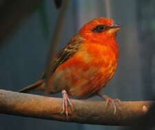 Image of Madagascar Red Fody