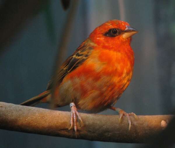 Image of Madagascar Red Fody