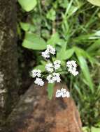 Image of Valeriana flaccidissima Maxim.