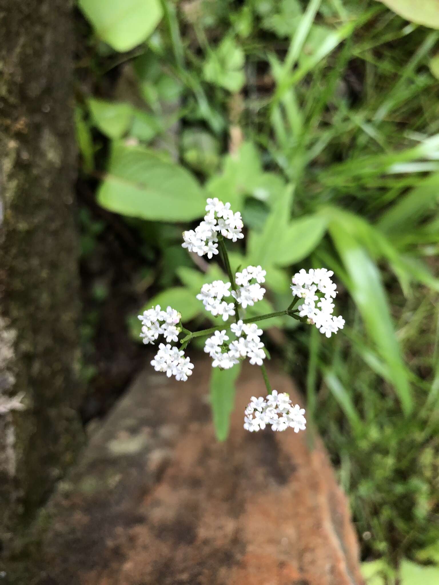 Image of Valeriana flaccidissima Maxim.