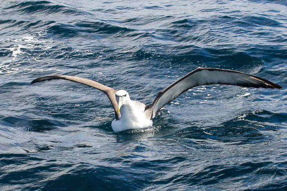 Image of White-capped Albatross