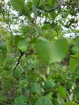 Sivun Dioscorea sambiranensis subsp. bardotiae Wilkin kuva