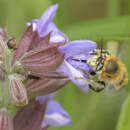 Image of Four-banded Flower Bee