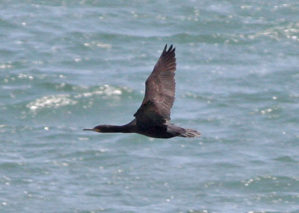 Image of Phalacrocorax Brisson 1760