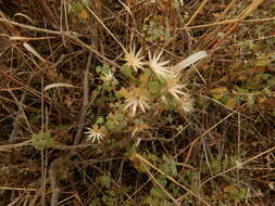 Brickellia veronicifolia (Kunth) A. Gray的圖片