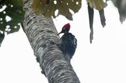 Image of Guayaquil Woodpecker