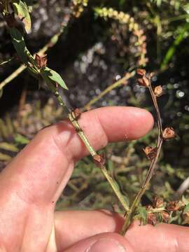 Image de Ludwigia alata Ell.