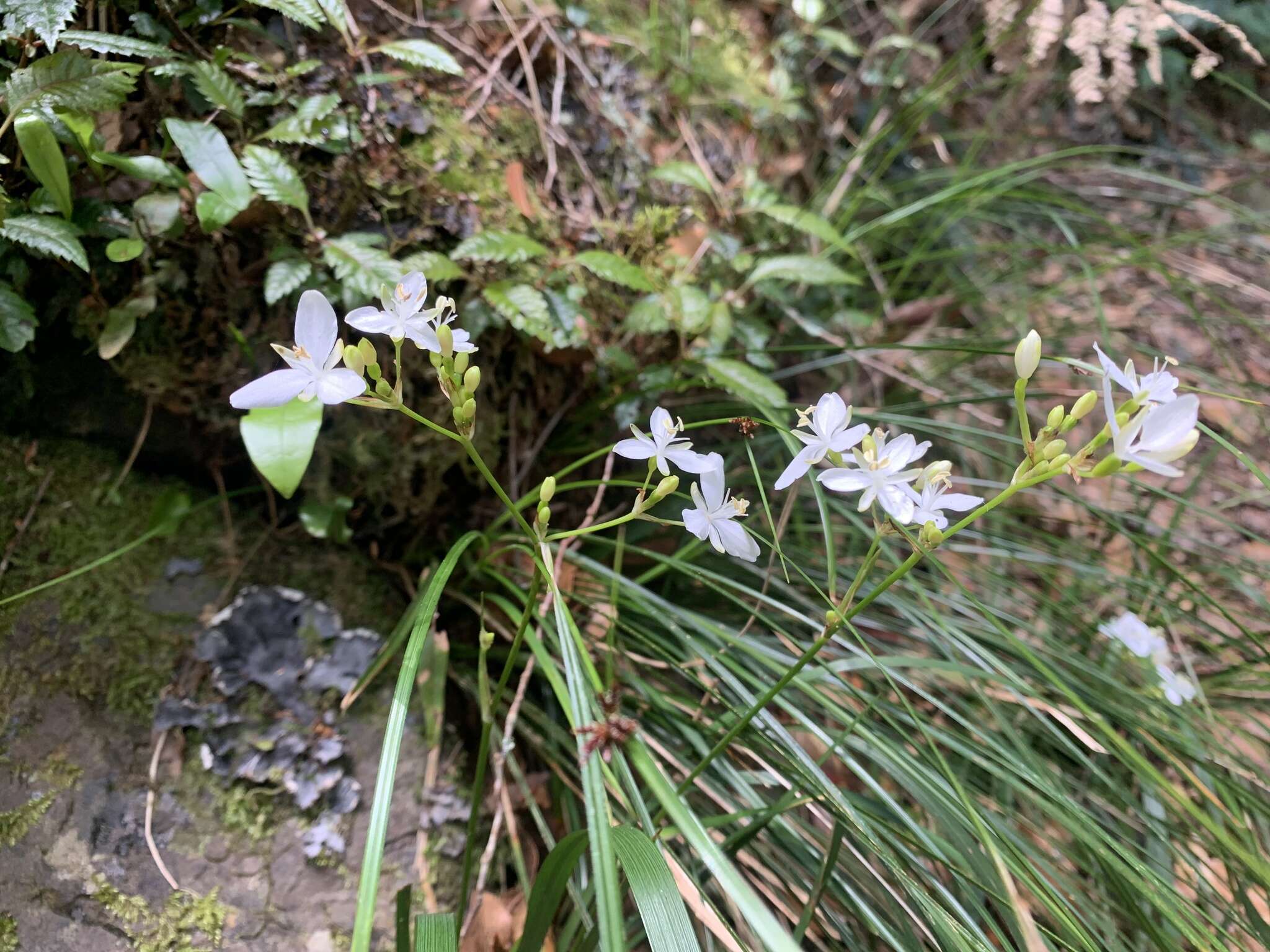 Image de Libertia paniculata (R. Br.) Spreng.