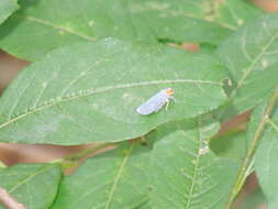 Image of Kosalya flavostrigata Distant 1906