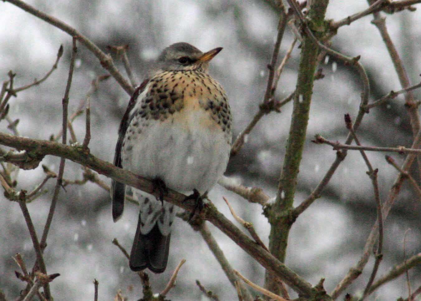 Image of Fieldfare