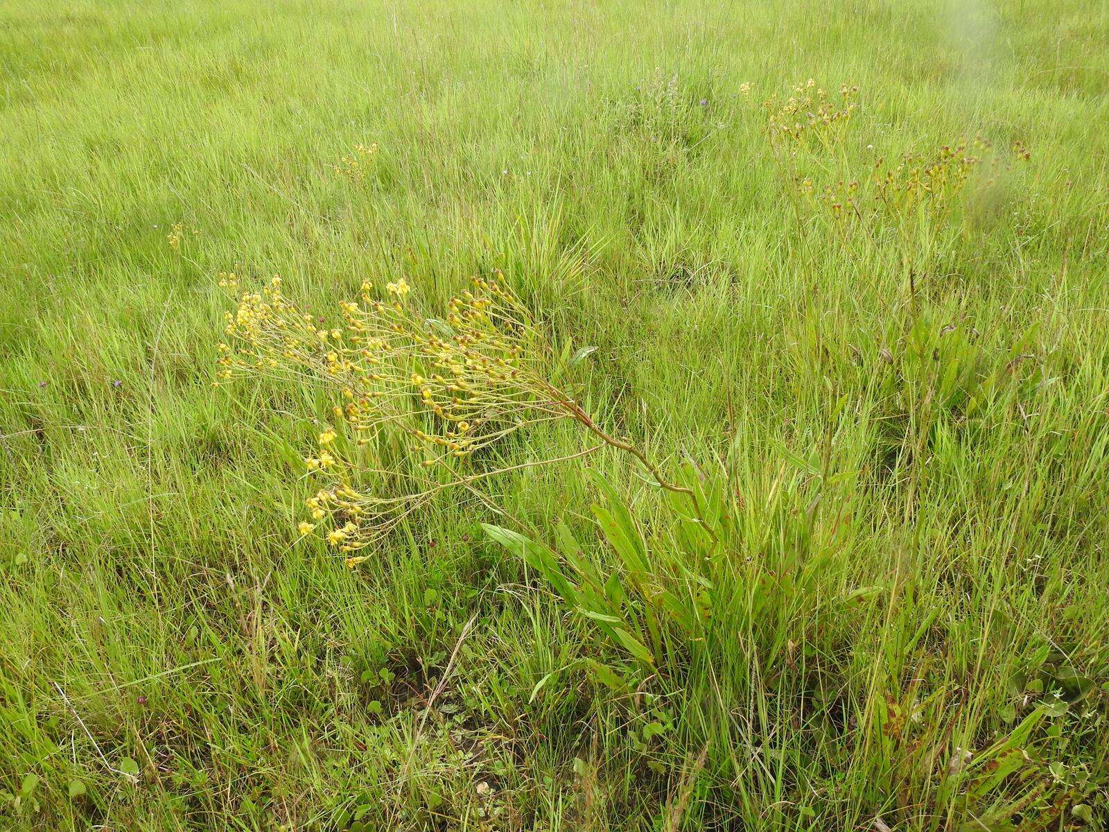 Image of Senecio inornatus DC.