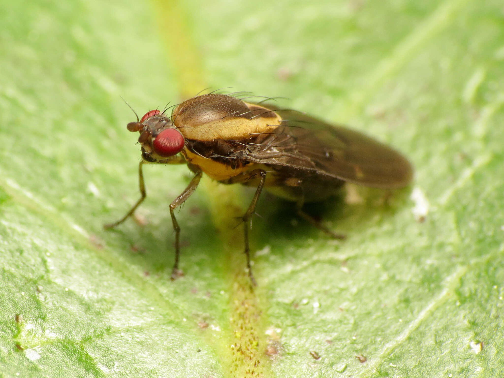 Image of Allophylopsis scutellata (Hutton 1901)