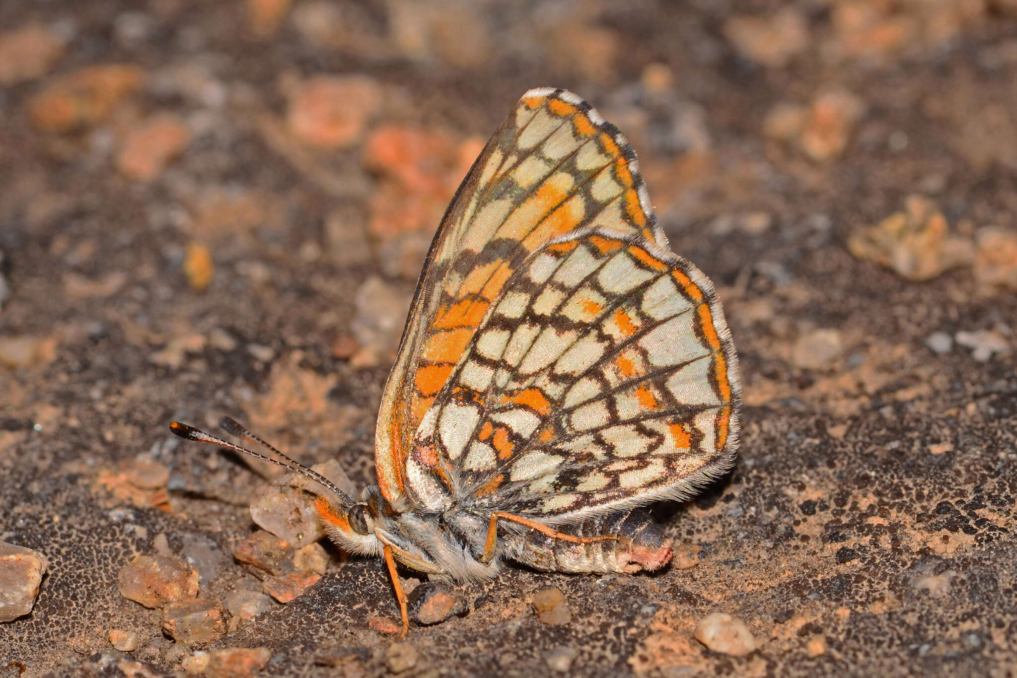 Image of Rockslide Checkerspot