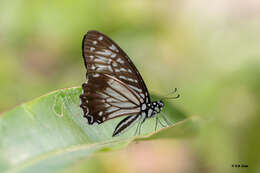 Graphium macareus (Godart 1819) resmi