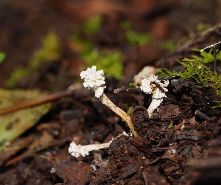 <i>Cordyceps tenuipes</i>的圖片