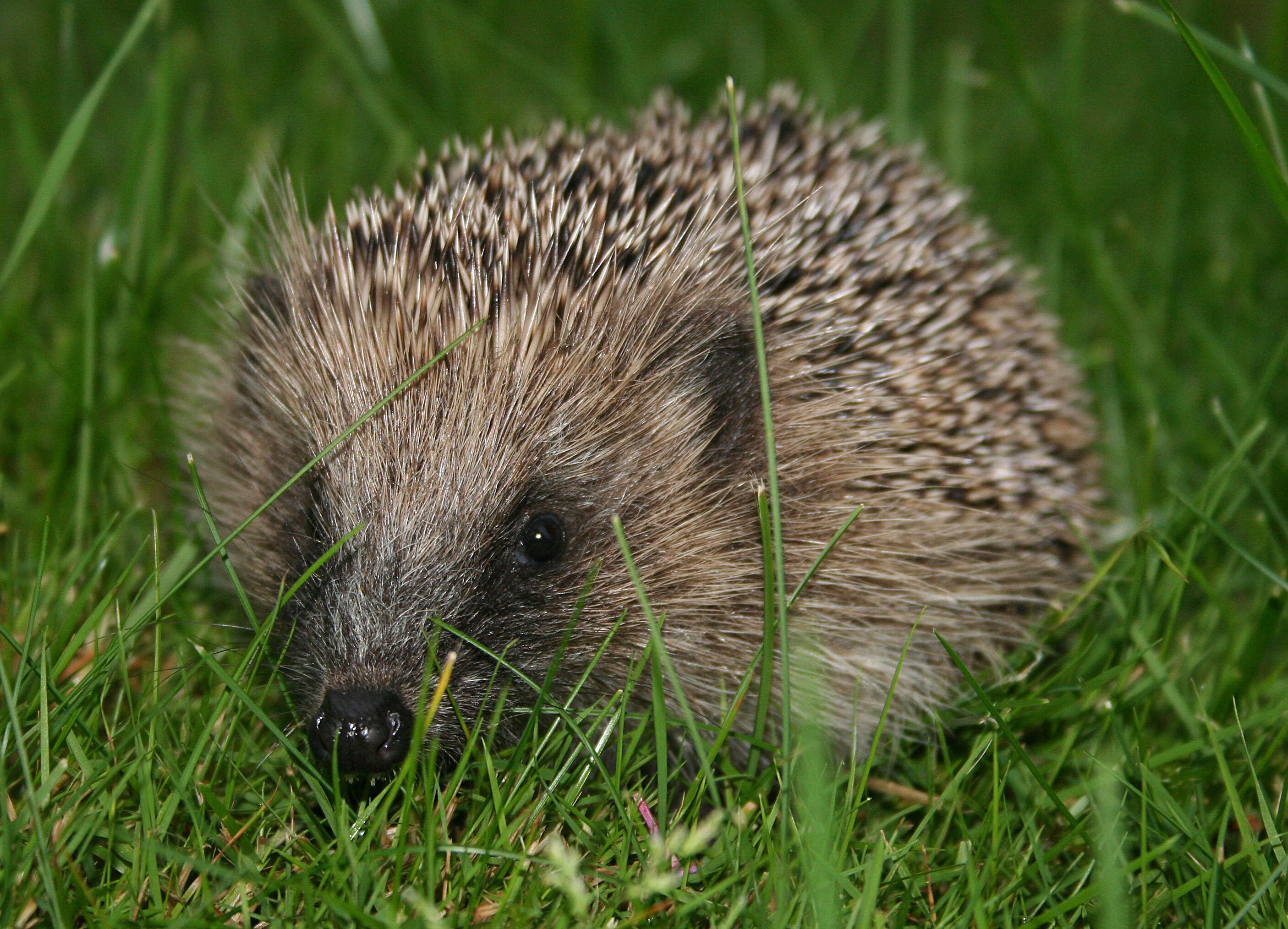 Image of Erinaceus Linnaeus 1758